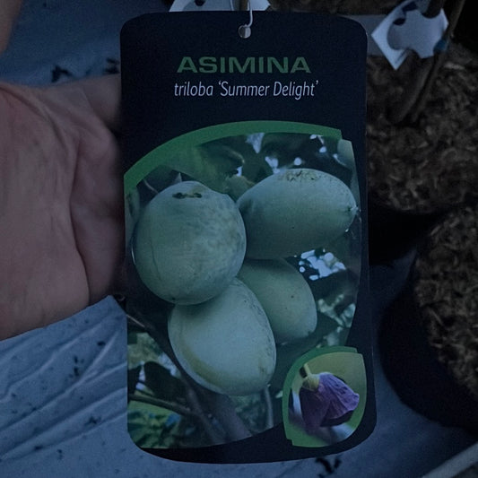 Bilde av Asimina triloba 'Summer Delight'-Spanne Plantesalg