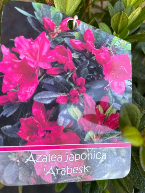 Bilde av Rhododendron (AJ) 'Arabesk'-Spanne Plantesalg