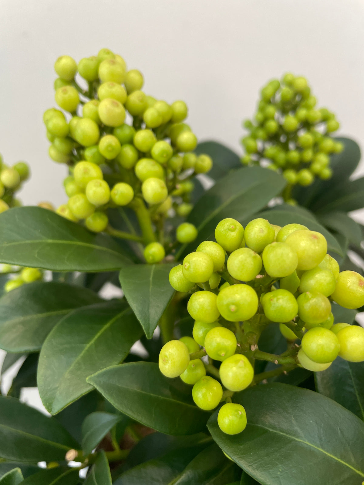 Skimmia jap. Pabella