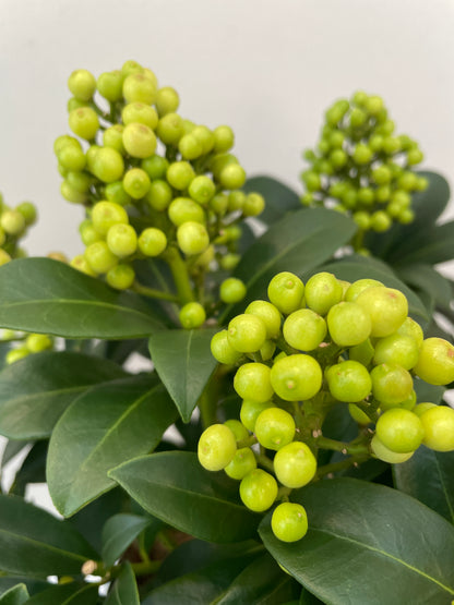 Skimmia jap. Pabella