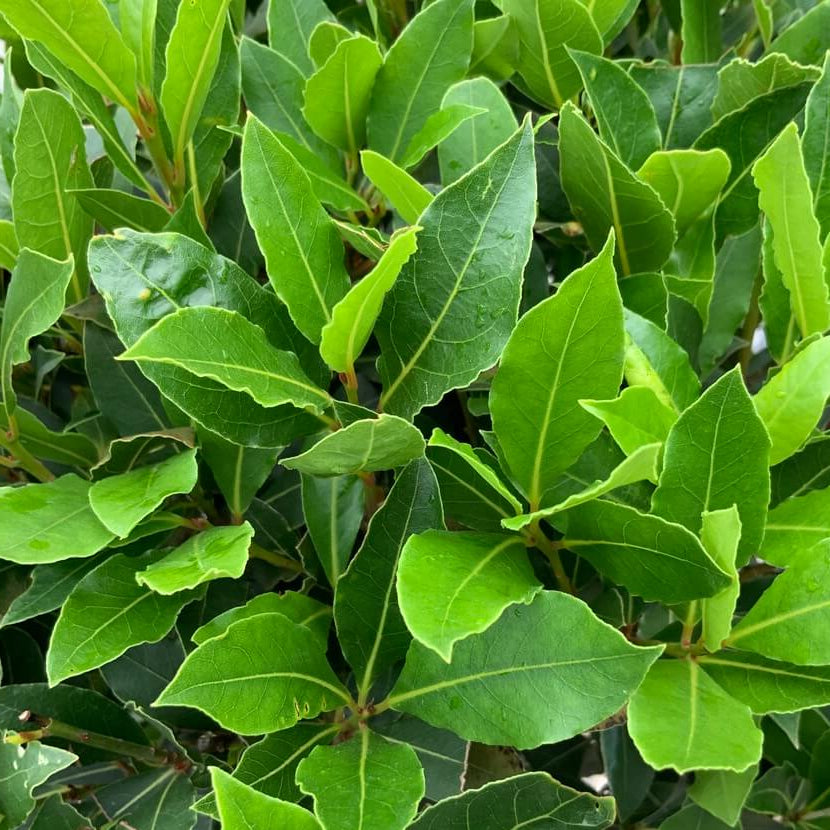 Bilde av Laurus nobilis/ Ekte Laurbær-Spanne Plantesalg