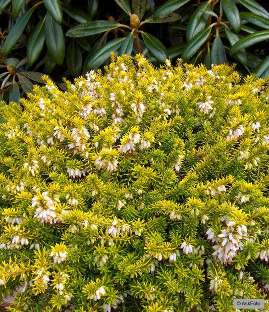 Bilde av ERICA CARNEA 'GOLDEN STARLET'-Spanne Plantesalg