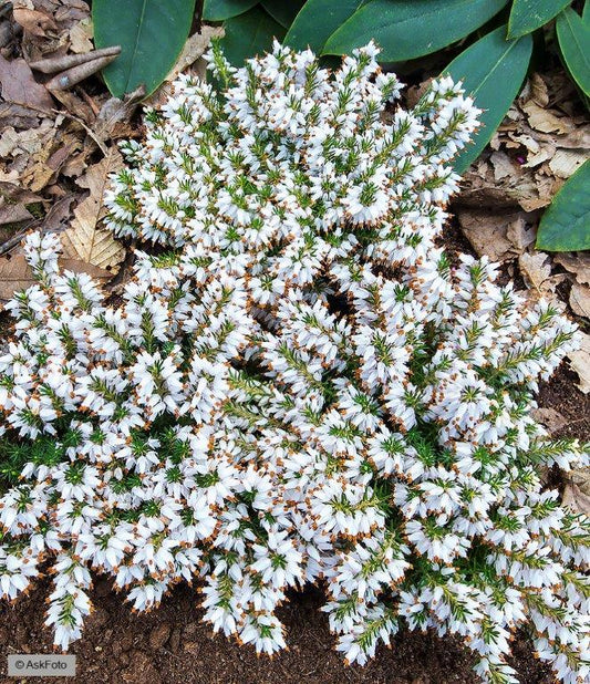 Bilde av ERICA CARNEA 'ISABELL'-Spanne Plantesalg