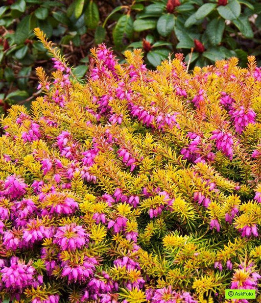 Bilde av ERICA CARNEA 'WHISKY'-Spanne Plantesalg