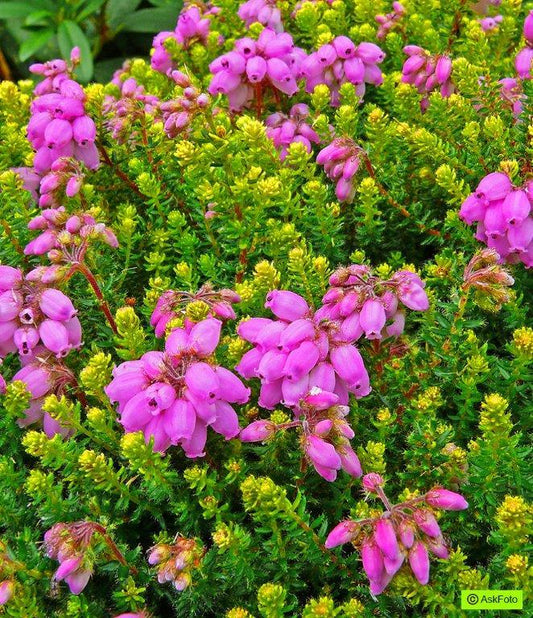 Bilde av ERICA X STUARTII 'IRISH ORANGE'-Spanne Plantesalg