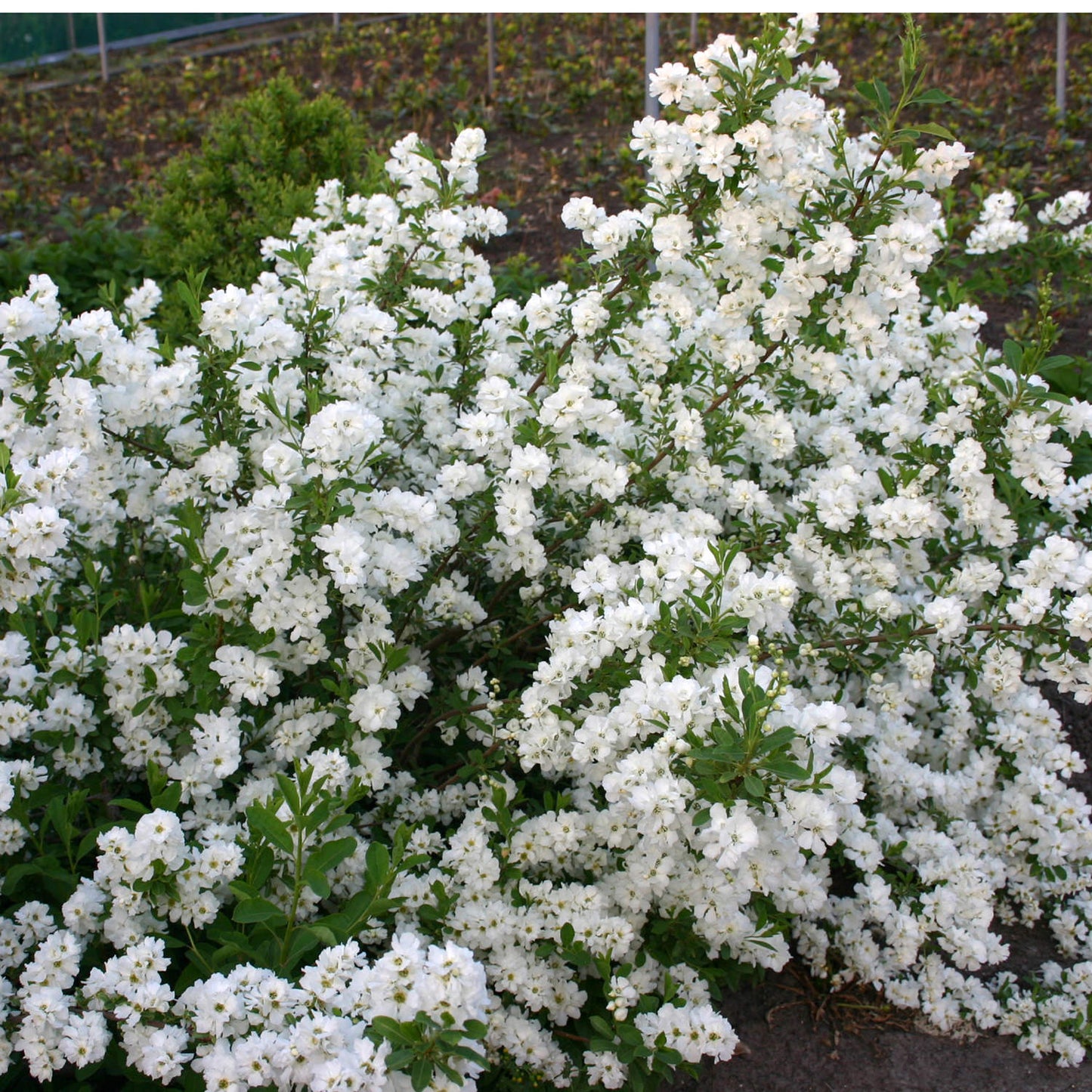Bilde av Exochorda X Snow Day® 'Blizzard'-Spanne Plantesalg