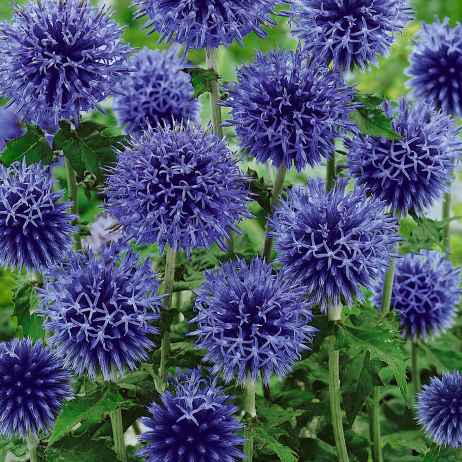 Bilde av Echinops bannaticus 'Blue Glow'-Spanne Plantesalg