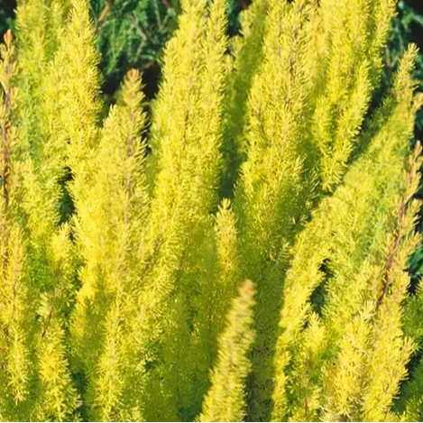 Bilde av Erica arborea 'Estrella Gold'-Spanne Plantesalg