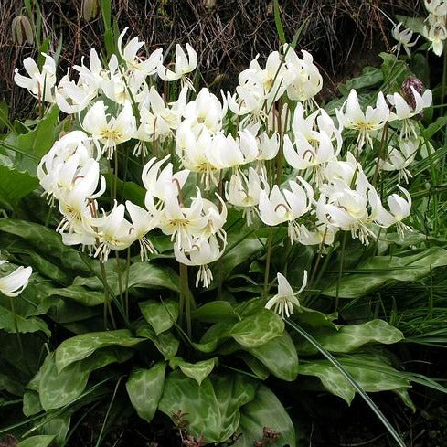 Bilde av Erythronium oregonum 'White Beauty'-Spanne Plantesalg