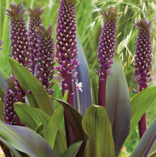 Bilde av Eucomis comosa 'Sparkling Burgundy'-Spanne Plantesalg