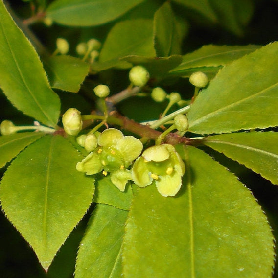 Bilde av Euonymus alatus-Spanne Plantesalg