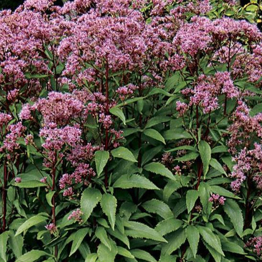 Bilde av Eupatorium 'Baby Joe'-Spanne Plantesalg