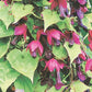 Bilde av Rhodochiton atrosanguineum Purple Bells /Blodbeger, 2 For 79,90-Spanne Plantesalg