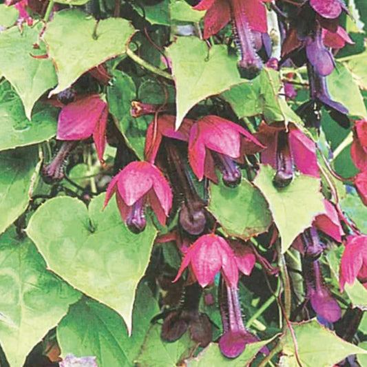 Bilde av Rhodochiton atrosanguineum Purple Bells /Blodbeger, 2 For 79,90-Spanne Plantesalg