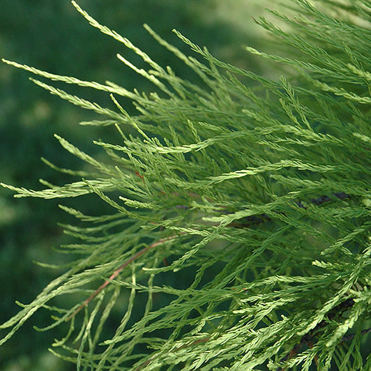 Bilde av Taxodium ascendens 'Nutans'-Spanne Plantesalg