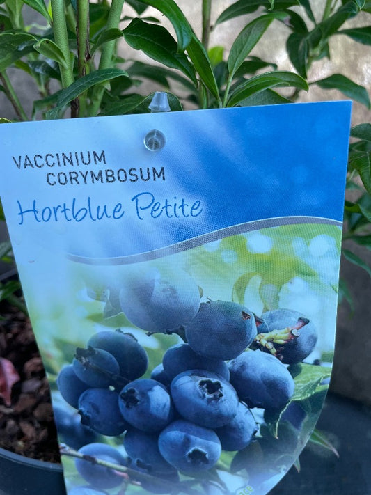 Bilde av Vaccinium cor. 'Hortblue Petite'-Spanne Plantesalg