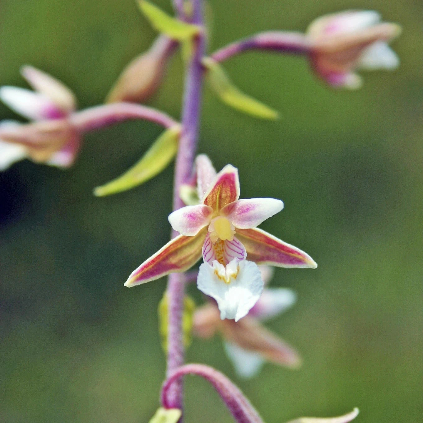 Bilde av Epipactis palustris-Spanne Plantesalg