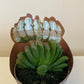 Haworthia Truncata