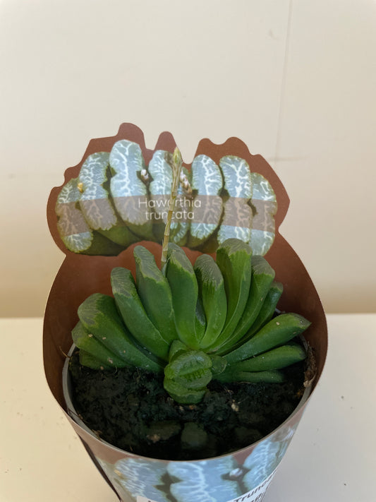 Haworthia Truncata