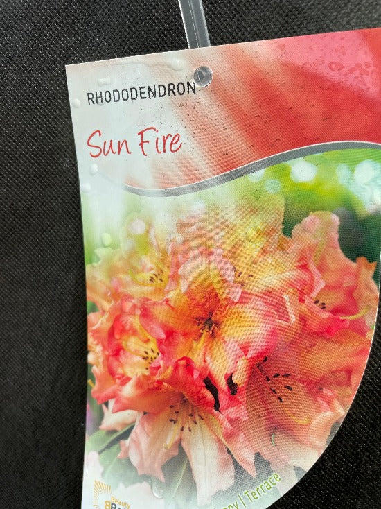 Bilde av Rhododendron 'Sun Fire'-Spanne Plantesalg