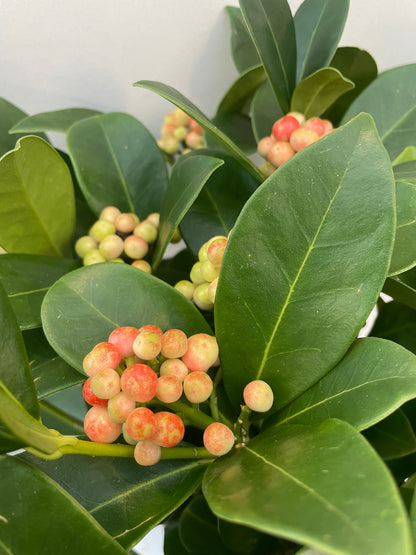 Bilde av Skimmia jap. OBerries Big-Spanne Plantesalg