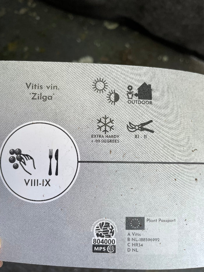 Bilde av Vitis 'Zilga'-Spanne Plantesalg