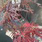 Bilde av Acer pal. 'Crimson Queen'-Spanne Plantesalg