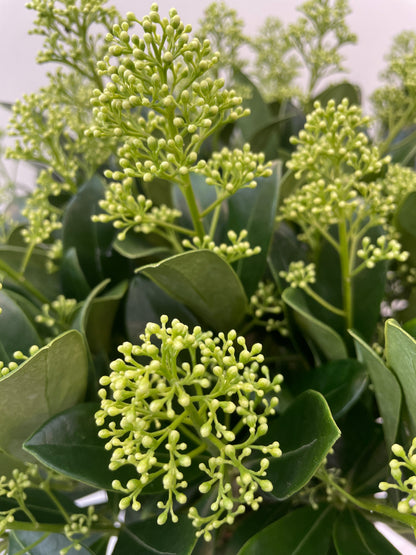 Bilde av Skimmia jap. Finchy-Spanne Plantesalg