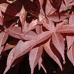 Bilde av Acer palmatum 'Rhode Island Red’-Spanne Plantesalg