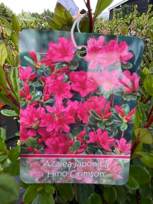 Bilde av Rhododendron (AJ) 'Hino-crimson'-Spanne Plantesalg