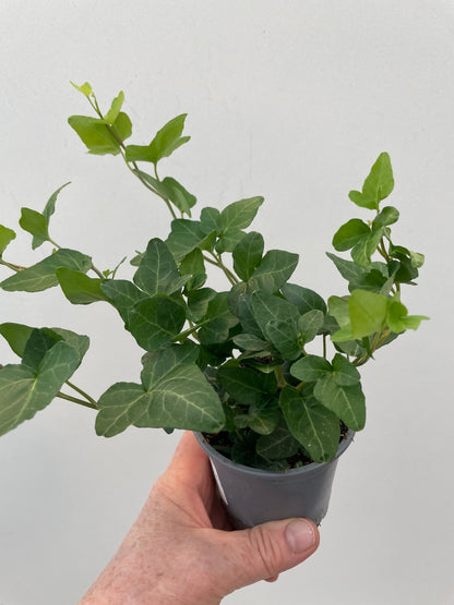 HEDERA HELIX 'GRØN'