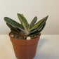 Gasteria Little Warty