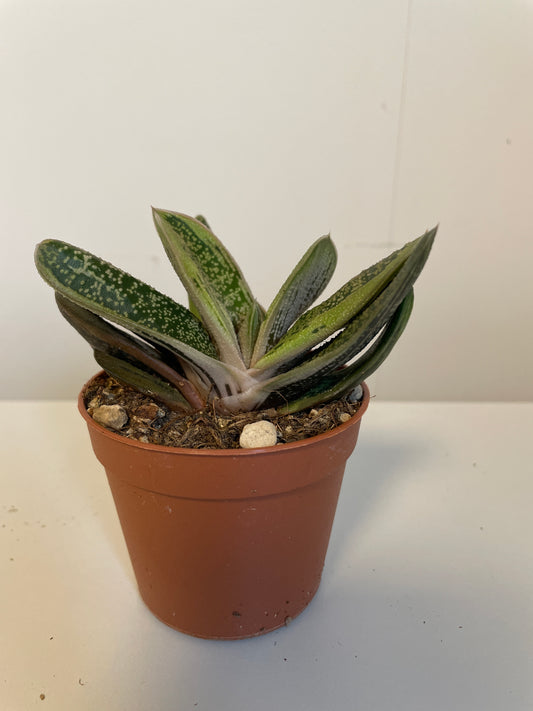 Gasteria Little Warty