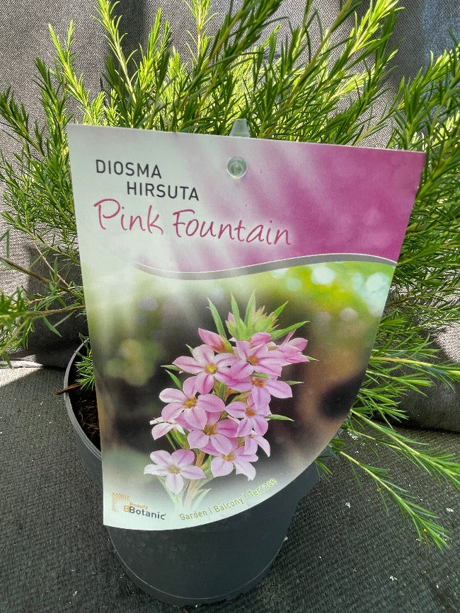 Bilde av Diosma hirsuta 'Pink Fountain'-Spanne Plantesalg