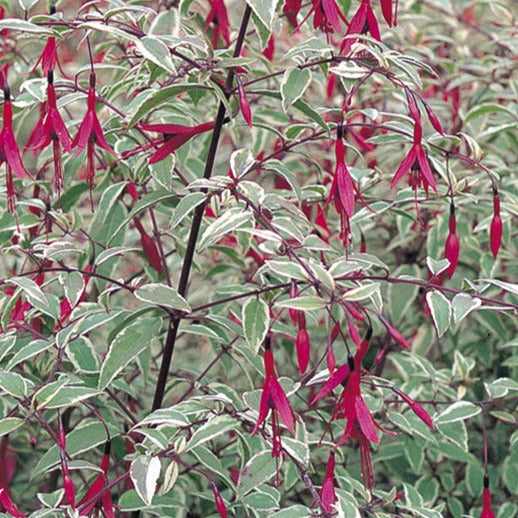 Bilde av Fuchsia magel. 'Tricolor'-Spanne Plantesalg