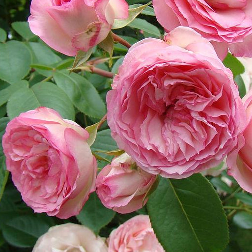 Bilde av Rose Mini Eden Rose-Spanne Plantesalg