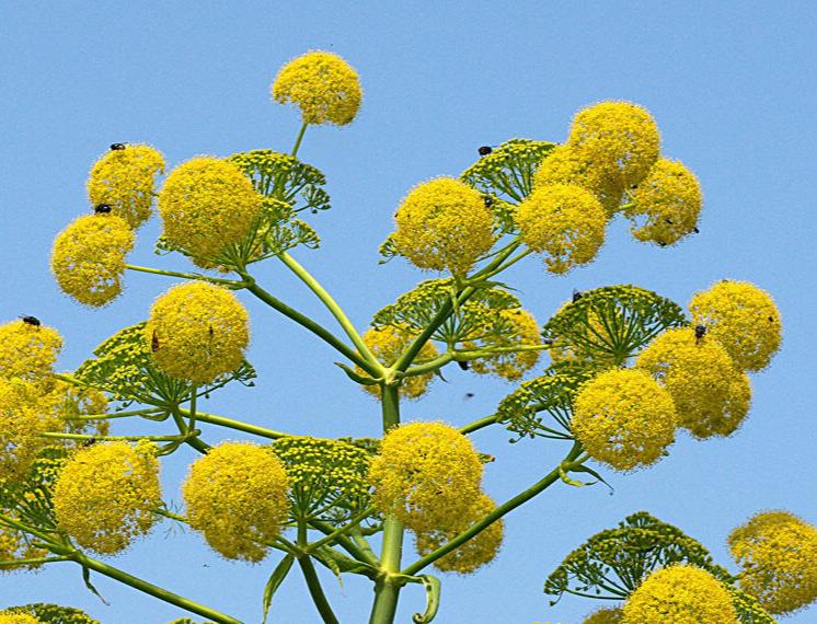 Bilde av Ferula communis glauca-Spanne Plantesalg