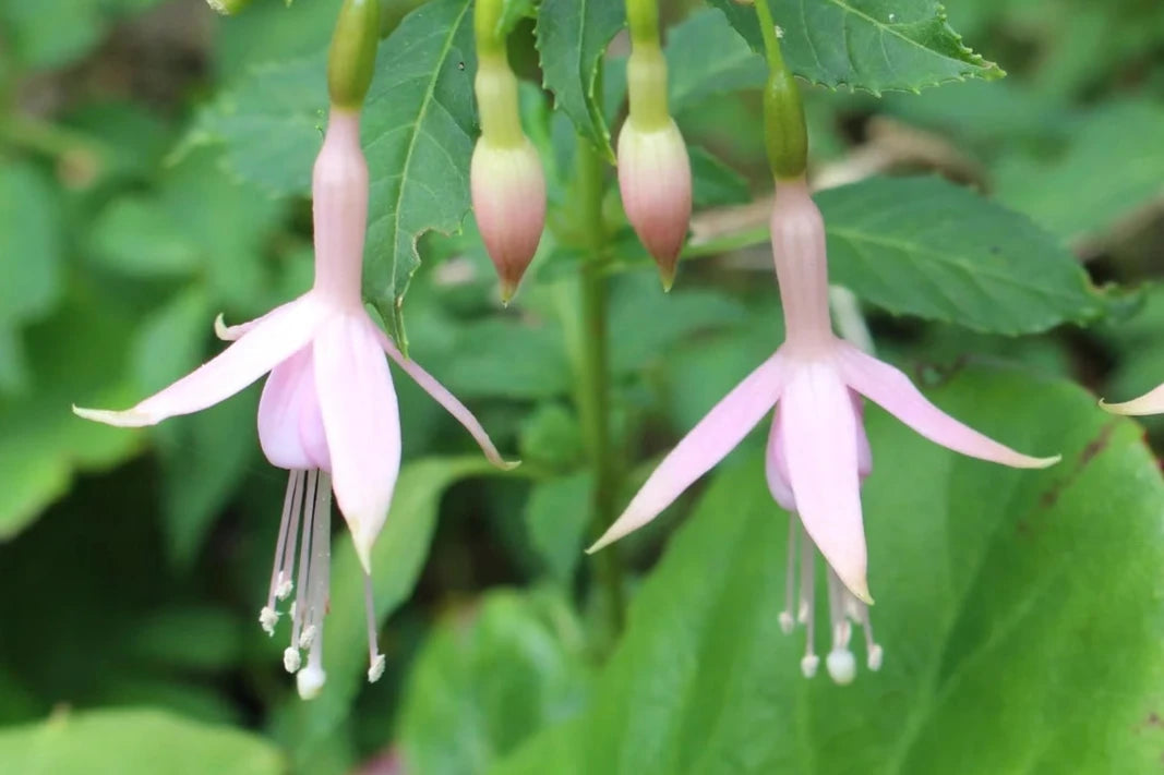 Bilde av Fuchsia 'Mrs W.P. Wood'-Spanne Plantesalg