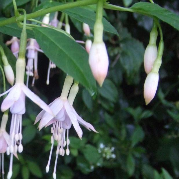 Bilde av Fuchsia magellanica molinae-Spanne Plantesalg