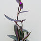 Bilde av Tradescantia pallida-Spanne Plantesalg