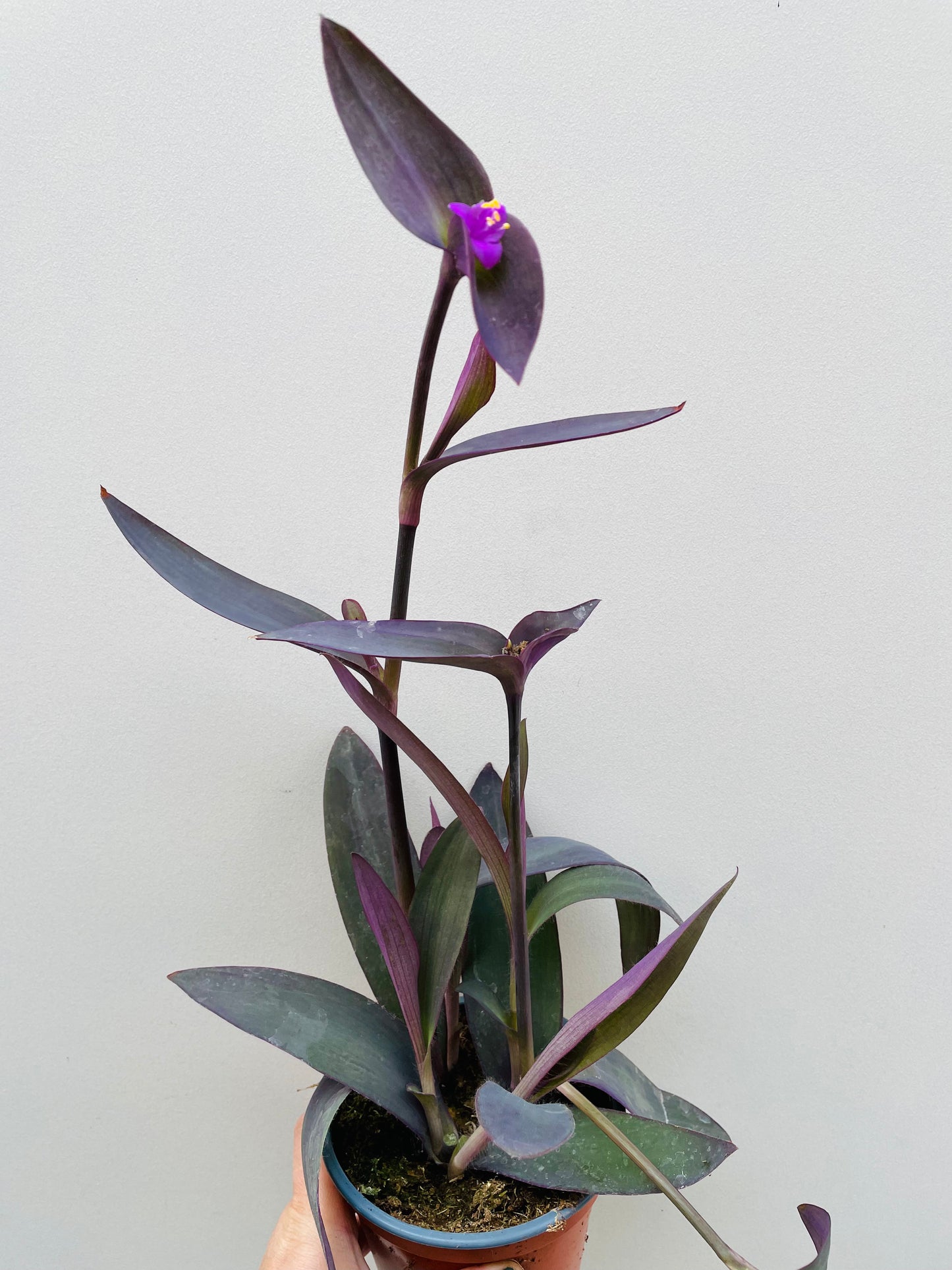 Bilde av Tradescantia pallida-Spanne Plantesalg