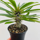 Bilde av Pachypodium lamerei-Spanne Plantesalg
