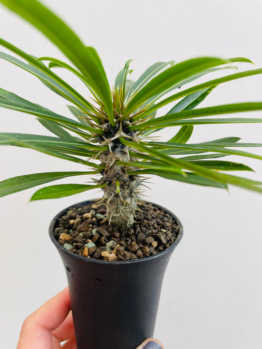 Bilde av Pachypodium lamerei-Spanne Plantesalg