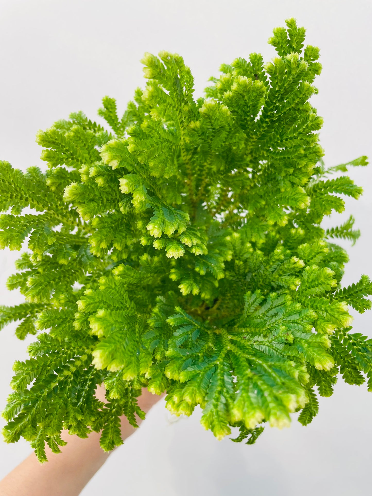 Selaginella martensii