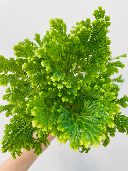 Selaginella martensii