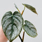 Bilde av Philodendron brandtianum toppstikling-Spanne Plantesalg