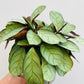 Bilde av Maranta leuconeura ‘Mint’-Spanne Plantesalg