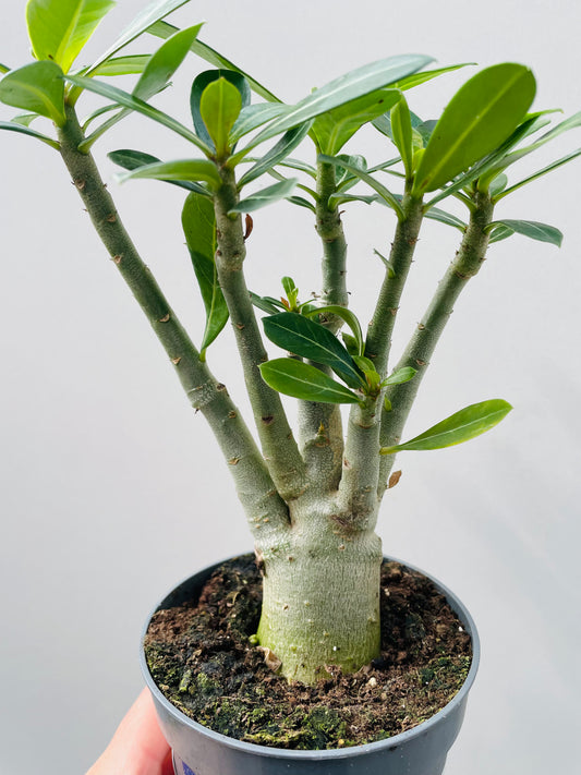 Bilde av Adenium obesum 12 cm potte-Spanne Plantesalg