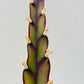Bilde av Lepismium cruciforme stikling-Spanne Plantesalg