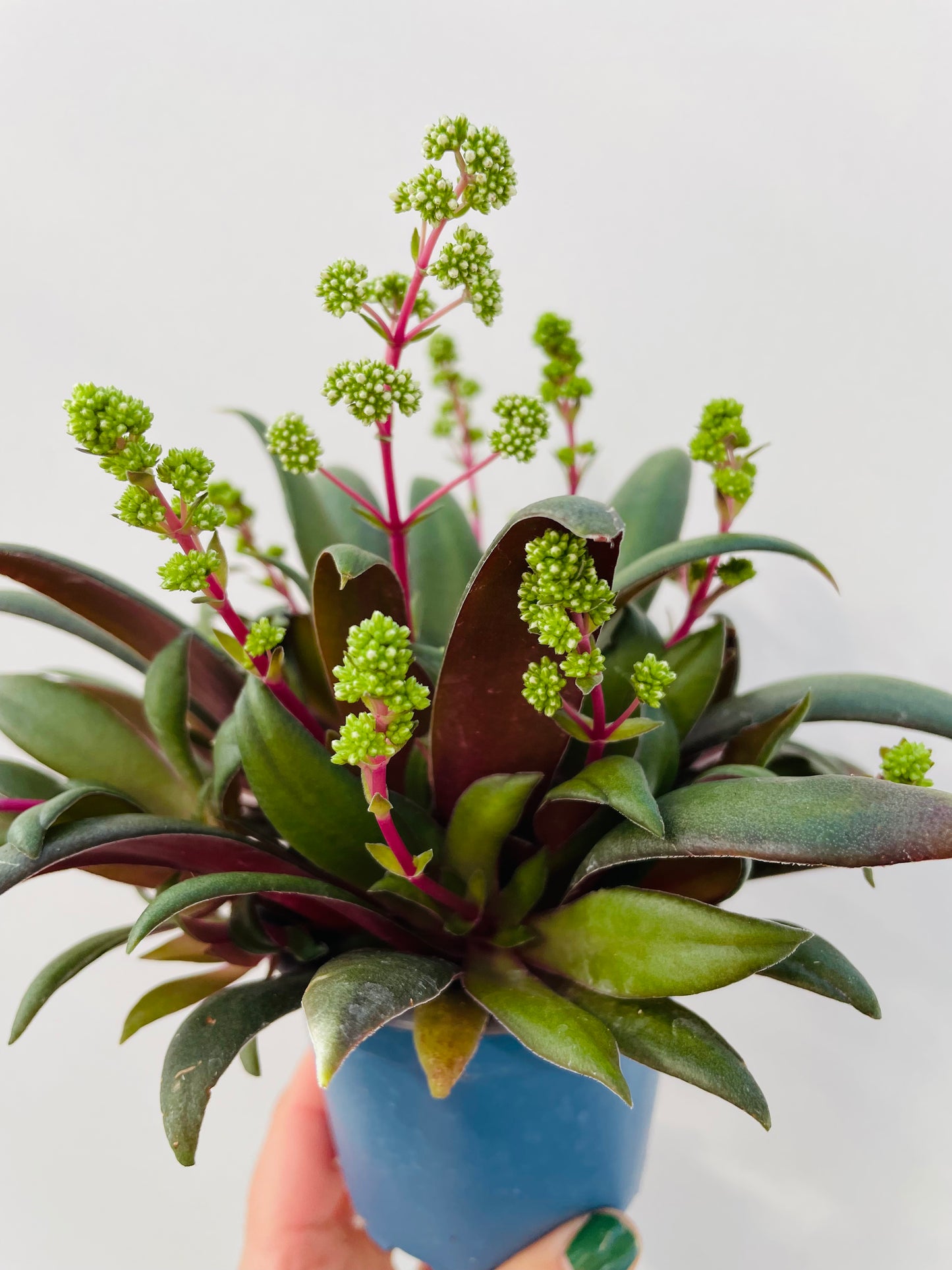 Crassula orbicularis var. rosularis